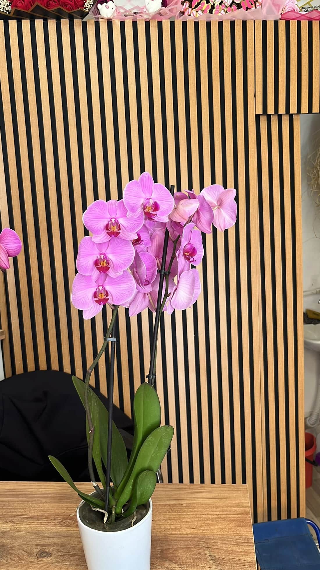FloraMia Tokat çiçekçi mor orkide saksı çiçeği