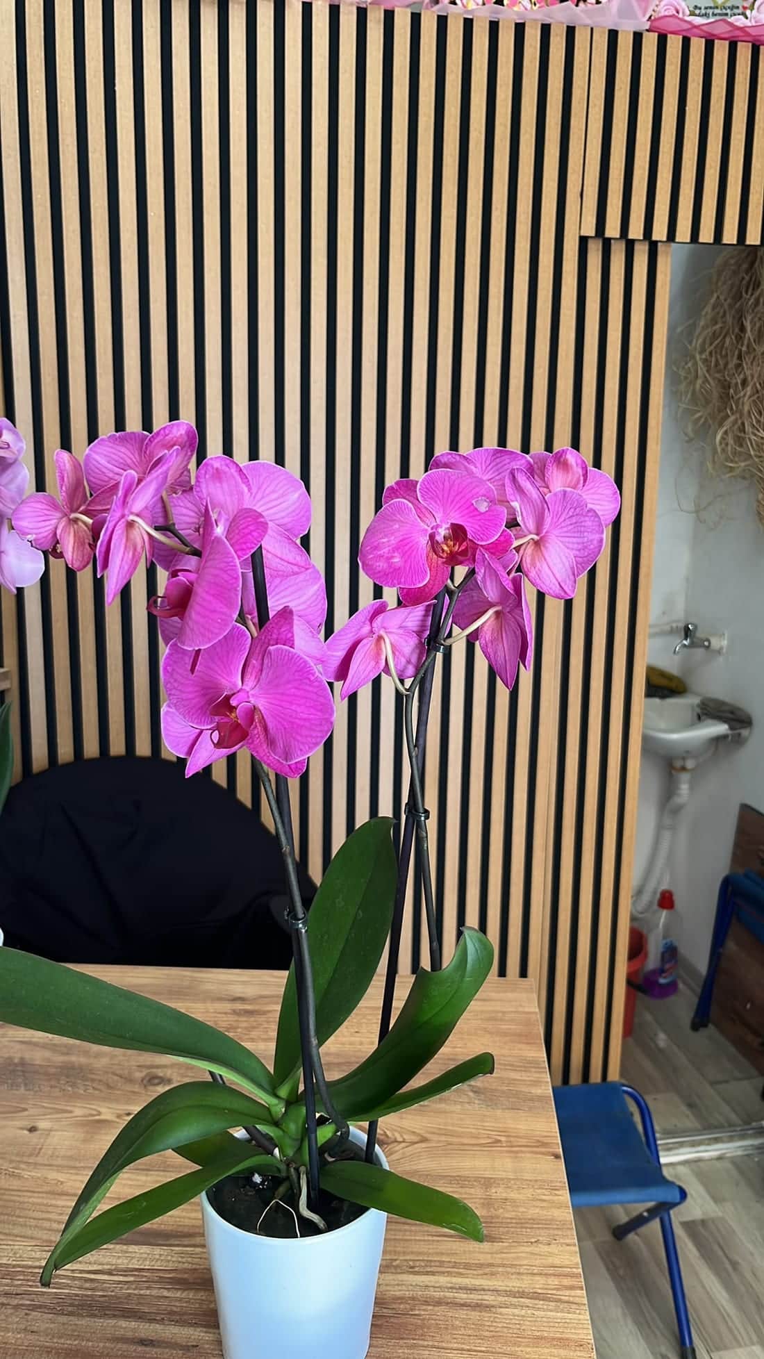 FloraMia Tokat çiçekçi orkide galerisi